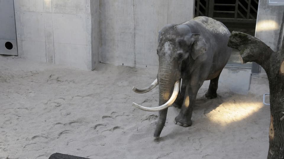 Der Zürcher Elefantenbulle «Maxi» wagt seine ersten Schritte im neuen Gehege.