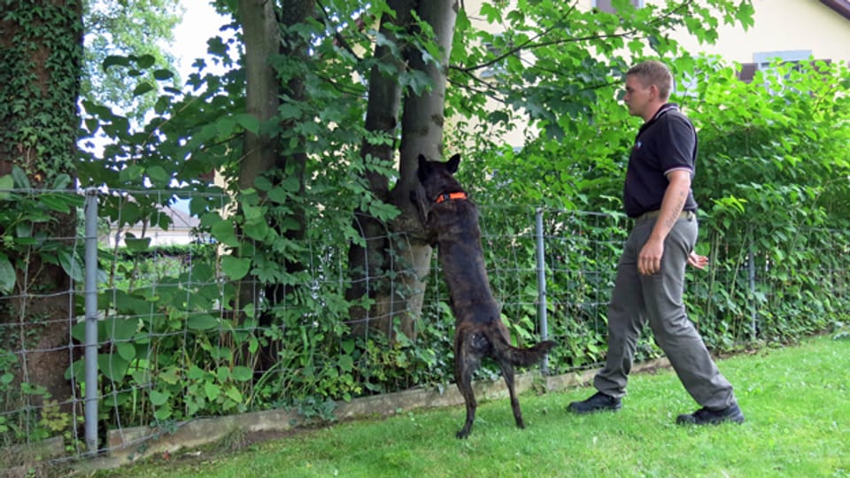 Der Suchhund riecht den Laubholzbockkäfer.