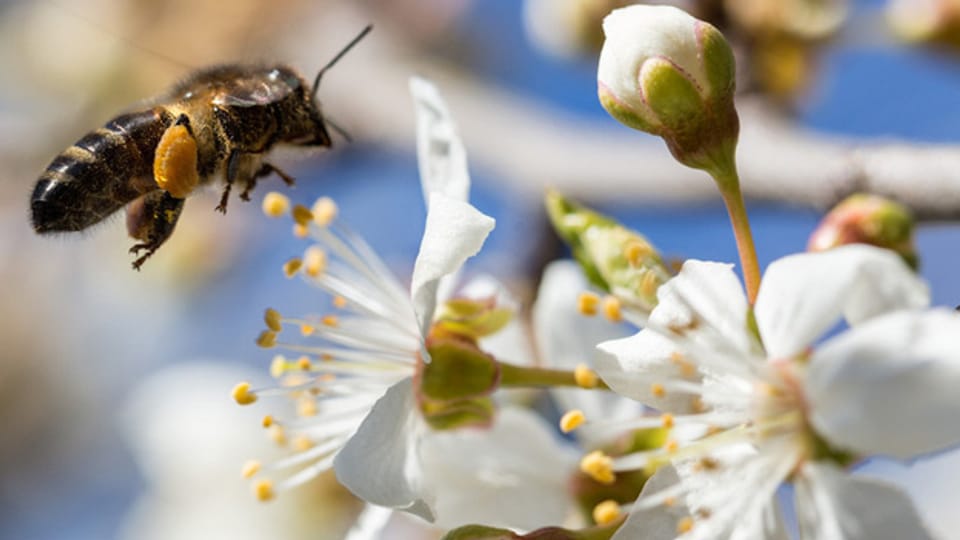 Gefährdete Bienen: Nun ist klar, weshalb letzten Mai im Emmental mehr als 150 Völker verendet sind.