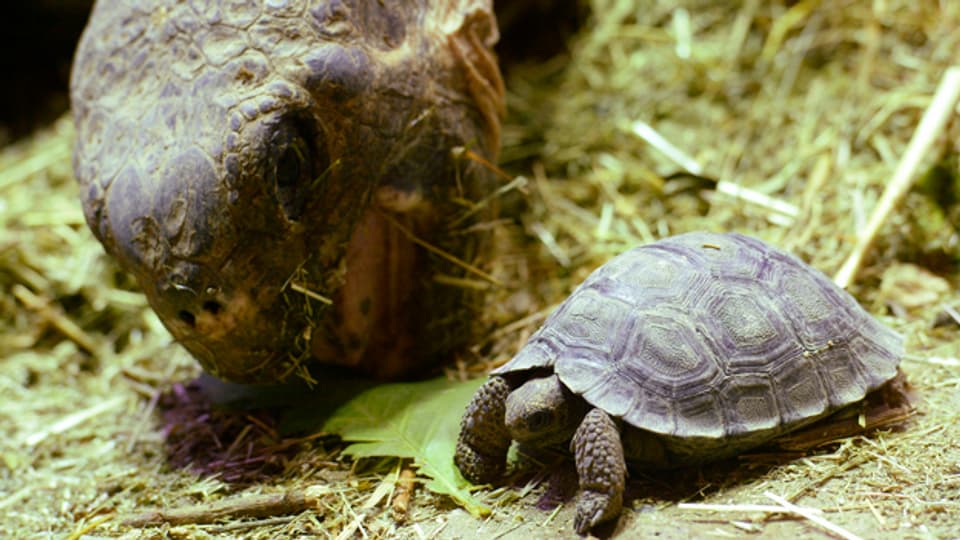 Kleine Galapagos-Riesenschildkröten - aus Liebe entstanden?