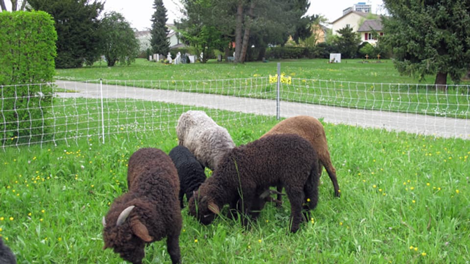 Auf dem Friedhof in Bümpliz weiden die ersten Schafe.