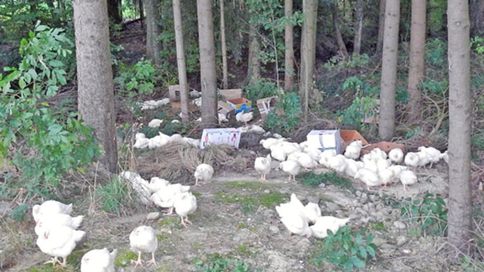 Die ausgesetzten Masthühner in einem Waldstück südlich von Münsterlingen.