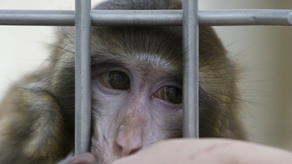Tierversuche mit Affen sollen an der Universität Zürich möglich sein.
