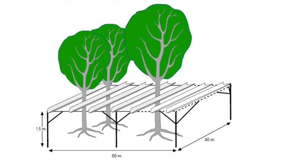 Ein Dach soll den Bäumen Wasser entziehen und so den Klimawandel simulieren.