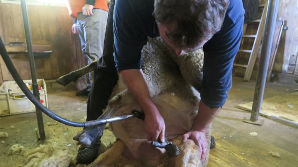 Schafe scheren: Die richtige Maschine ist wichtig, aber nicht nur.