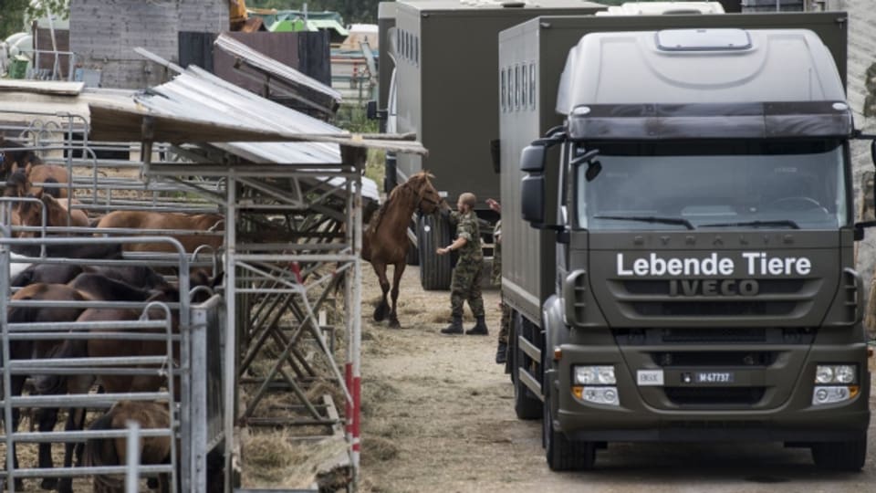 Das Militär transportiert die Tiere vom Hof in Hefenhofen ab.