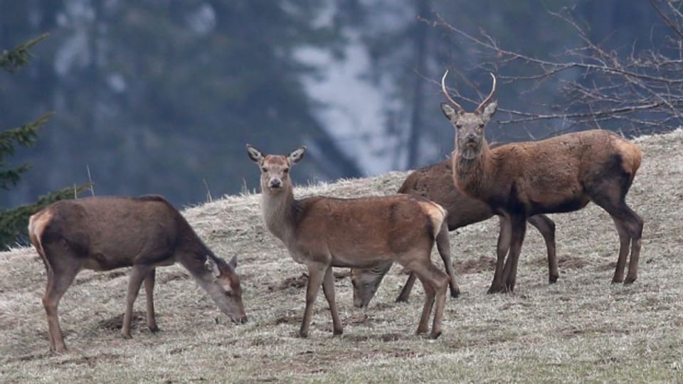 Zu viele Hirsche schaden Wald und Landwirtschaft - Graubünden lockert darum die Jagdvorschriften.