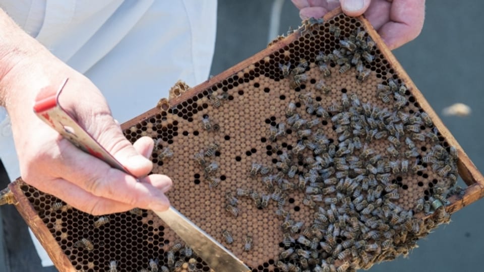 9 von 10 Bienenvölkern haben den Winter überlebt.