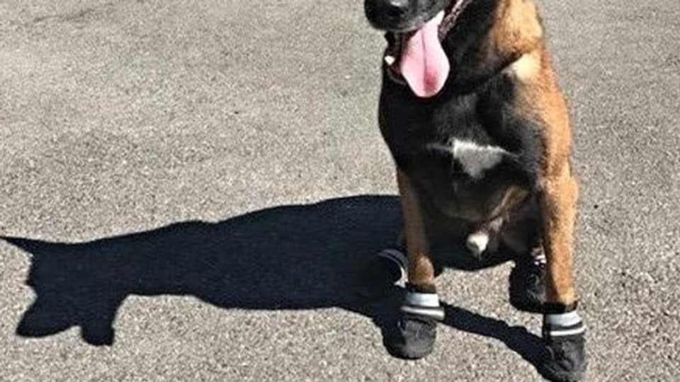 Ein ungewohntes Bild: Polizeihund mit Schuhen.
