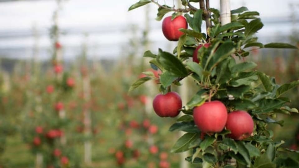 Wunderschöne Äpfel landen in diesem Jahr in der Mostpresse.