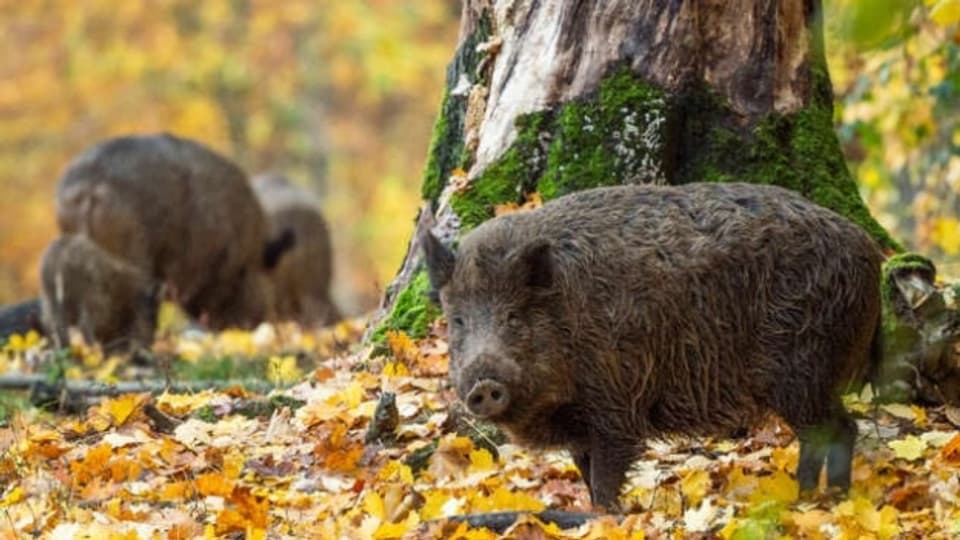 Die Population der Wildschweine hat sich in den letzten Jahren rasch vergrössert.