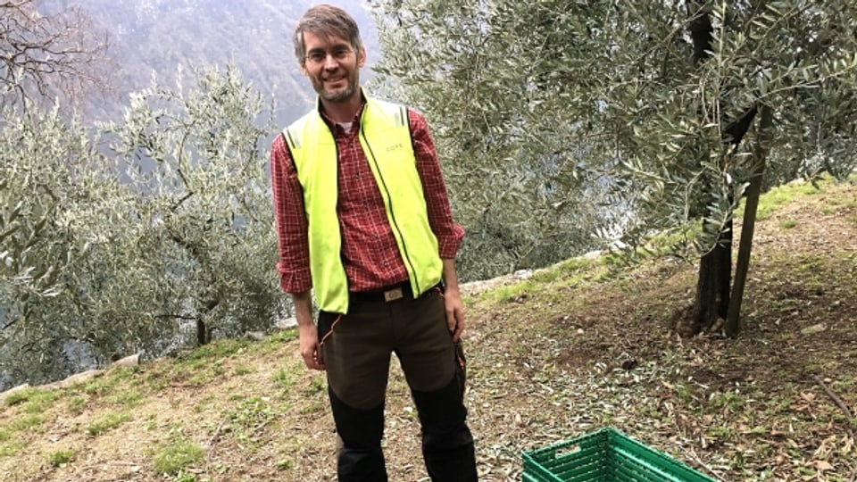 Olivenbauer Massimo Pedrazzini im Olivenhain oberhalb von Lugano.
