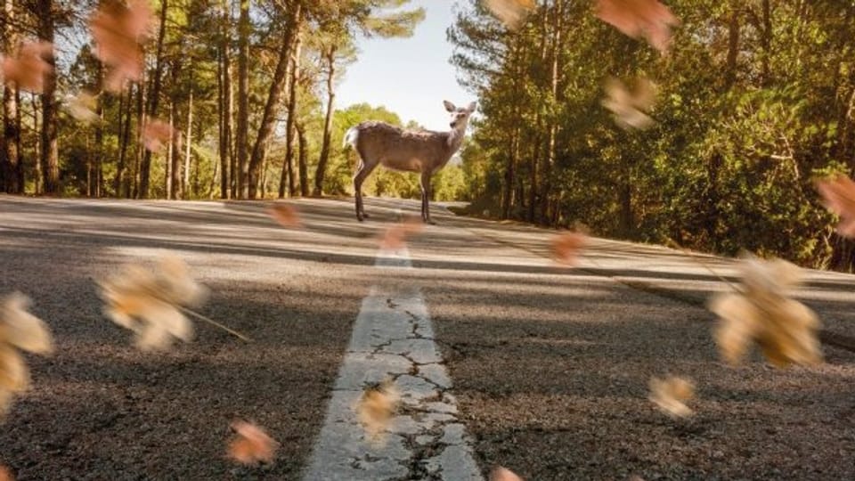 Mit einem neuen Warnsystem sollen Verkehrsteilnehmer auf Wildtiere aufmerksam gemacht werden.