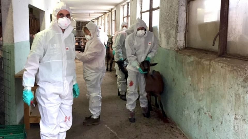 Die Mitarbeiter des Kantonstierarztes mussten 145 Ziegen töten.