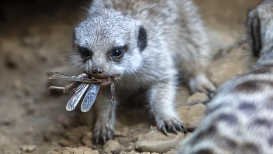 Erdmännchen wollen Heuschrecken fressen, auch wenn der Zoo geschlossen ist.