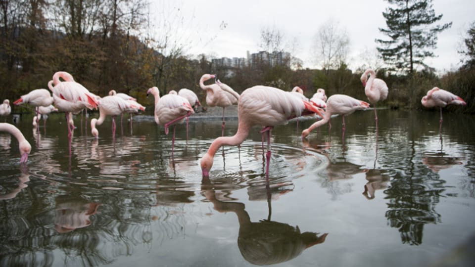 Vor allem die Flamingos im Dählhölzli reagieren verängstigt auf Besucher.