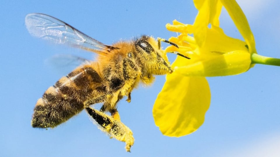 Die Bienen werden weiterhin von der Varroa-Milbe bedroht.