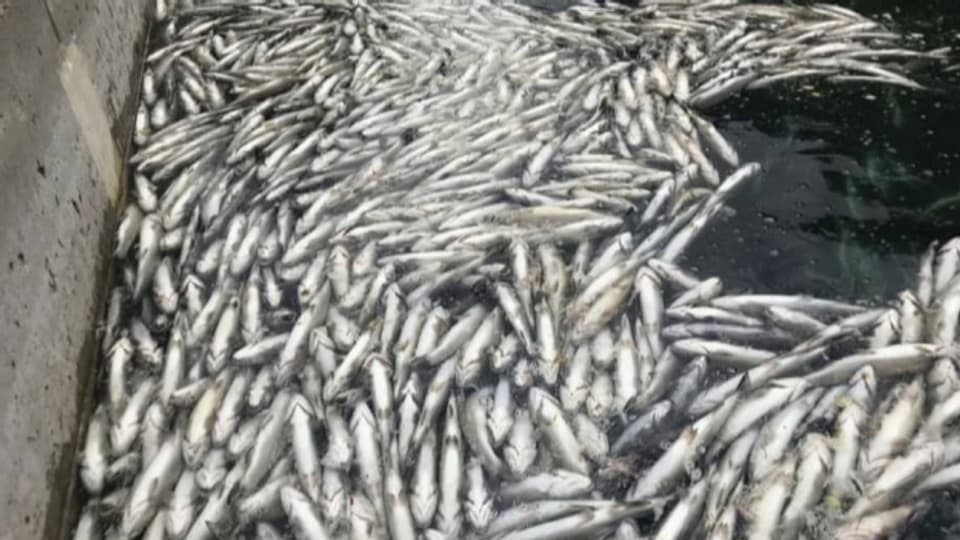 In den letzten zwei Jahren starben Tausende Fische in der Zucht am Blausee.