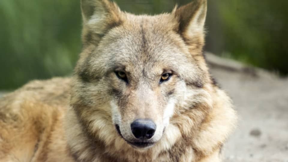 In Graubünden darf kein Wolf abgeschossen werden.