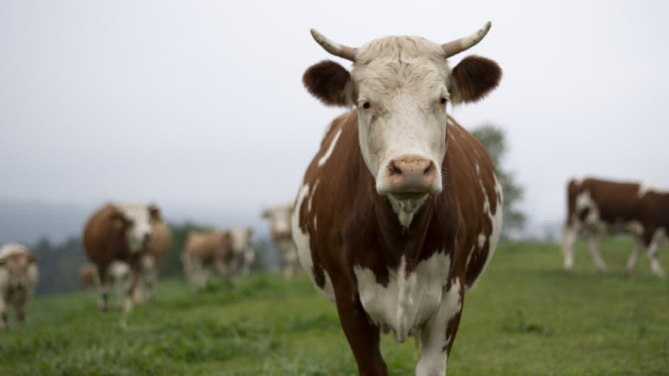 Die Kühe eines Bauern in Berikon müssen in Zukunft ohne Glocke grasen.