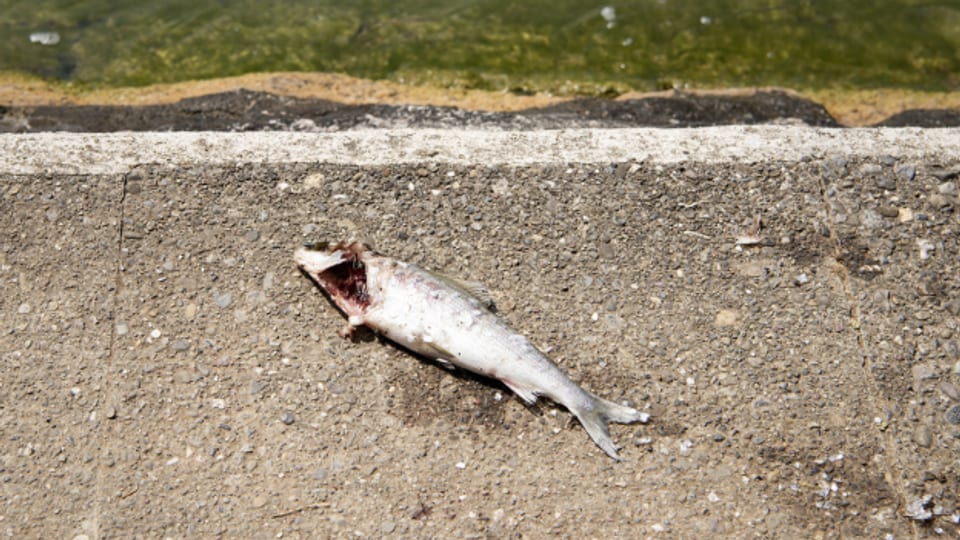 Toter Fisch am Fluss-Ufer.