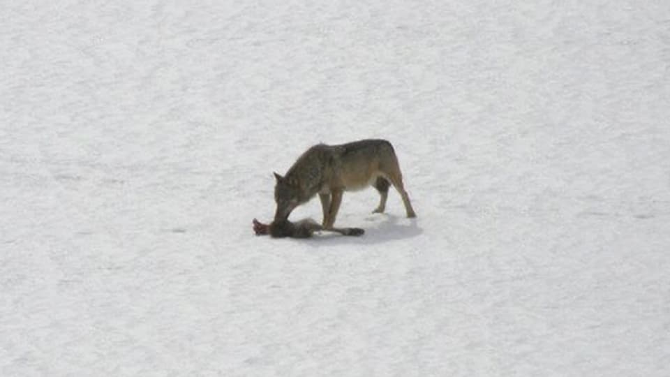Laut Experten war die Wolfsjagd in Russland von zwei St. Galler Verwaltungsmitarbeitern eine reine Vergnügungsreise (Symbolbild).