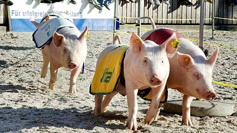 Welche Sau ist die schnellste? An der OLMA rasen die kleinen Schweine nachmittags durch die Arena zum Vergnügen der Besucher.