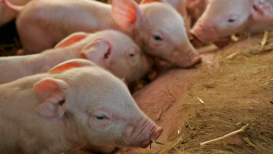 Im Kanton St. Gallen müssten vorerst keine Schweine geschlachtet werden.
