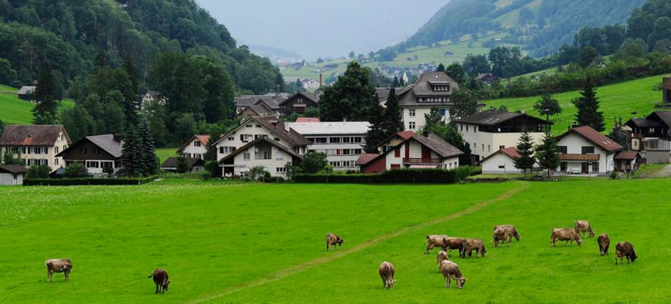 Weidende Kühe in der Gemeinde Glarus Süd, im Hintergrund Häuser.