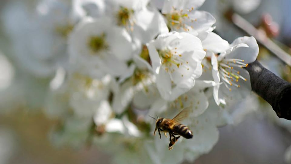 Das Pflanzenschutzmittel LMA soll weniger schädlich sein für Bienen, hoffen die Imker.