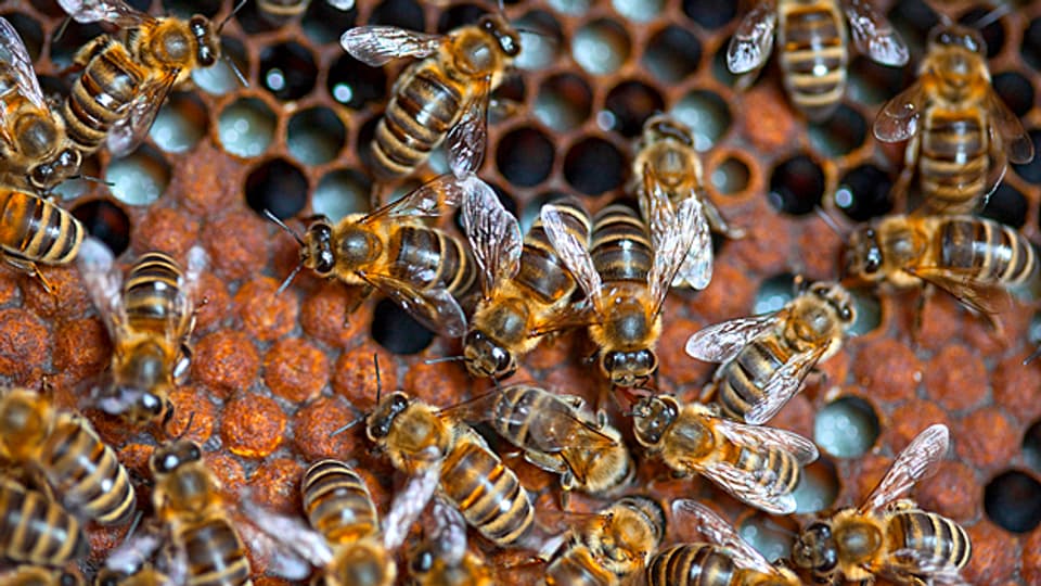 Bienen schwärmen aus