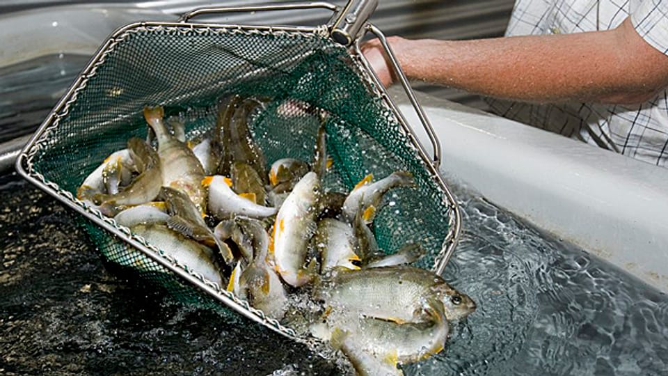 Die Abwärme der GEVAG soll für eine Fischzuchtanlage genutzt werden.