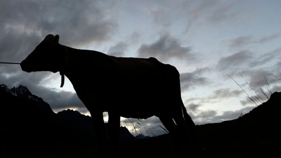 Auch in St.Gallen wurde eine infizierte Kuh entdeckt.