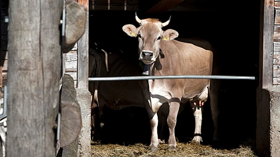 Die Ostschweizer Kantone spannen zusammen in der Bekämpfung der Rinder-Tuberkulose.