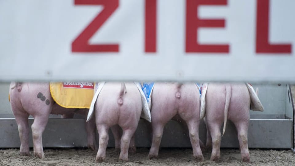 Tradition an der Olma: Das Schweinerennen.