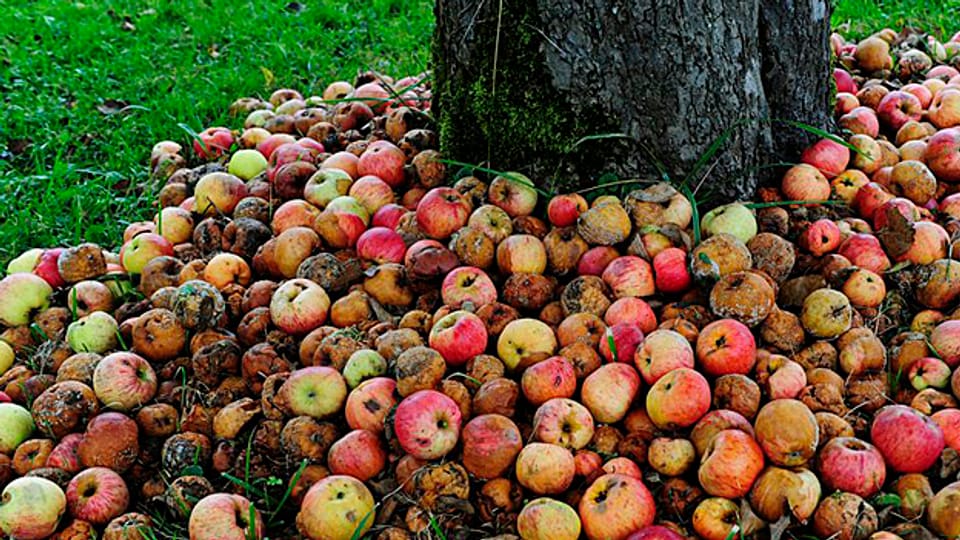 Viele Früchte von privaten Apfelbäumen verfaulen. Ein Startup-Unternehmen schafft Abhilfe.