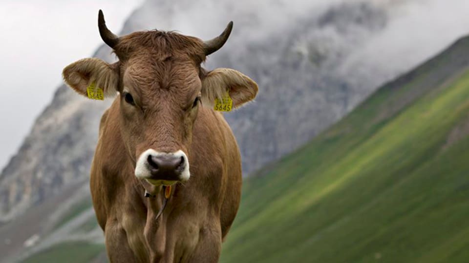 Über 1000 Rinder aus der Schweiz verbringen den Sommer jeweils auf Alpen im Vorarlberg. Dort kam es zu Ansteckungen.