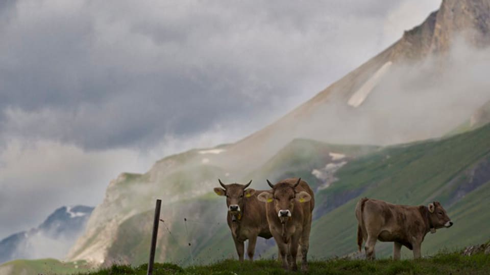 Ostschweizer Rinder sind im Vorarlberg begehrt