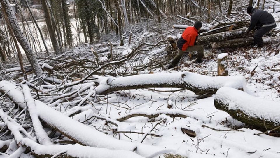 Wegen des milden Winters konnte weniger Holz geerntet werden.