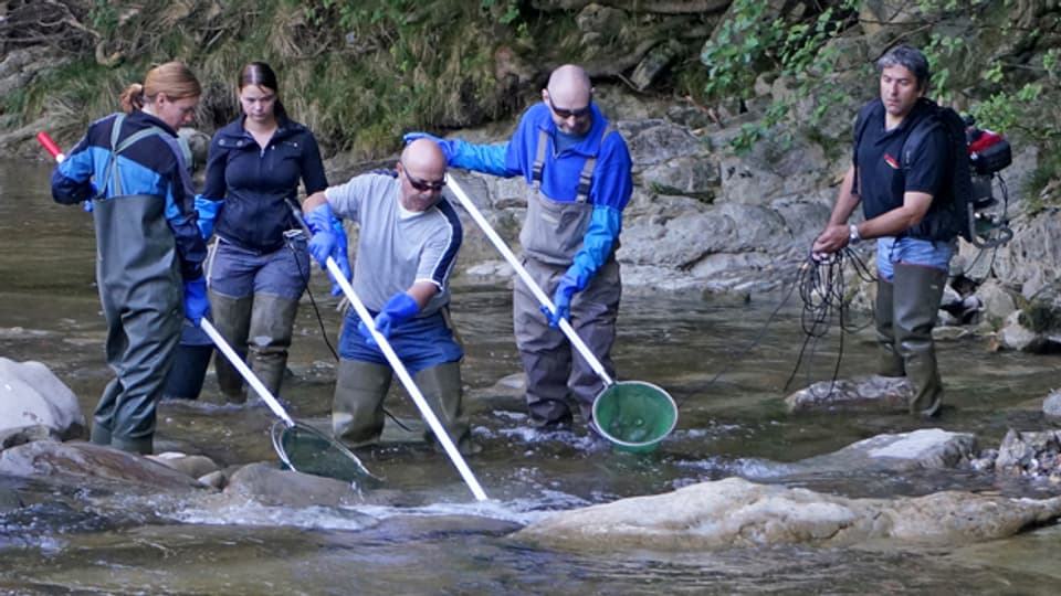 Ein Team der beiden Appenzeller Umweltämter untersucht den Fischbestand in den Gewässern.