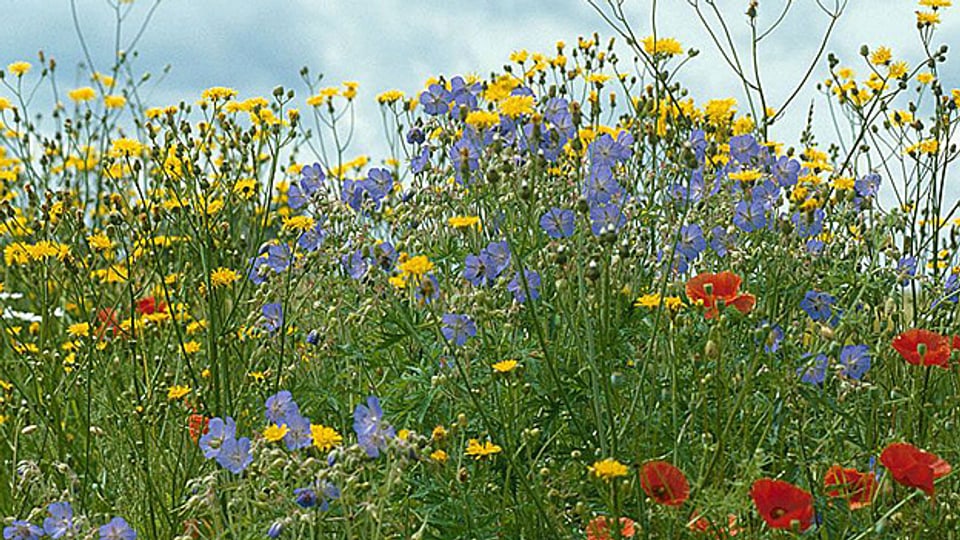Der WWF St. Gallen will die schönste Blumenwiese auszeichnen.