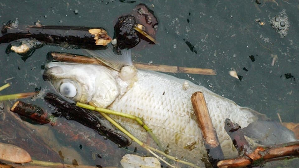 Der Fischereiaufseher hofft nun auf Sommergewitter, dass sich die giftigen Substanzen auswaschen.