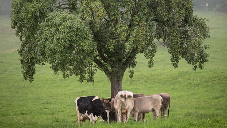 Kühe suchen auf eine Weide bei Igis (GR) Schutz vor dem Regen.