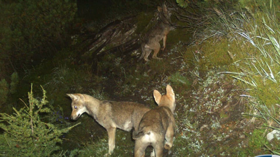 Der Bund will die Population junger Wölfe strenger kontrollieren.