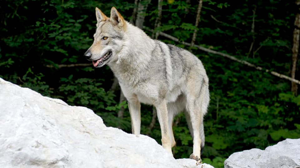 Der Wolf könnte dem Wald nützen, sagen Fachleute.