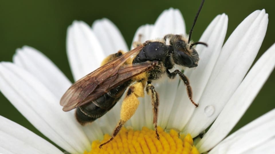 Bienen ernähren sich und ihren Nachwuchs von Pollen und Nektar, die sie auf Blüten sammeln.