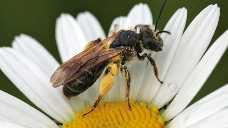Bienen ernähren sich und ihren Nachwuchs von Pollen und Nektar, die sie auf Blüten sammeln.