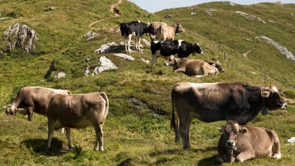 Der friedliche Schein trügt: Kühe auf der Alp
