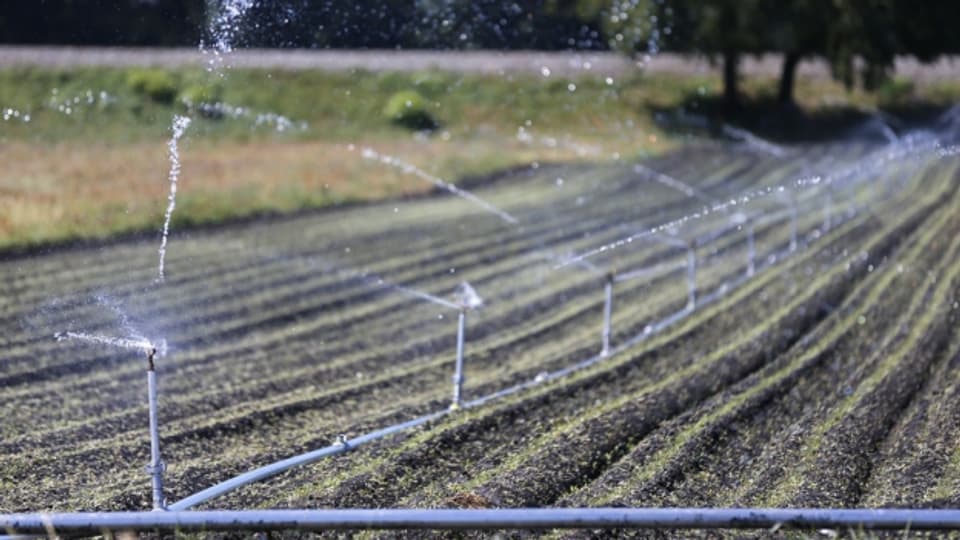 Wenig Wasser, grosse Hitze: Landwirte blicken auf einen guten Sommer zurück.