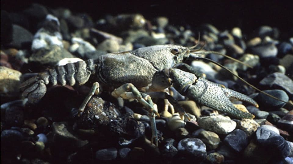 Ein Steinkrebs weilt auf einem Kiesbachbett.